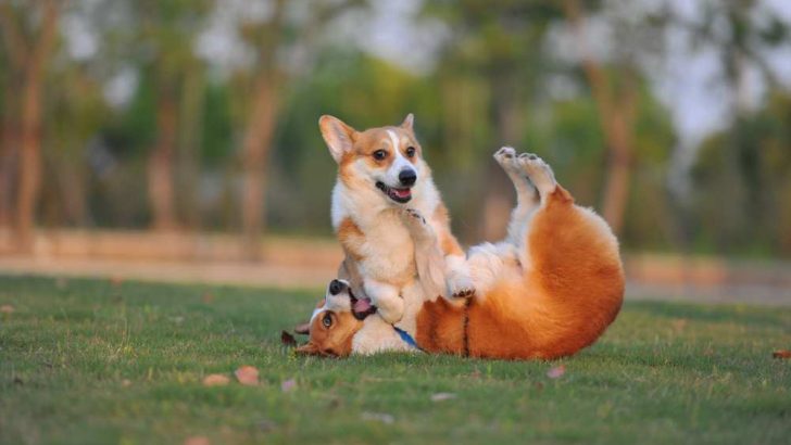 Why Do Corgis Fight? Are They Territorial?