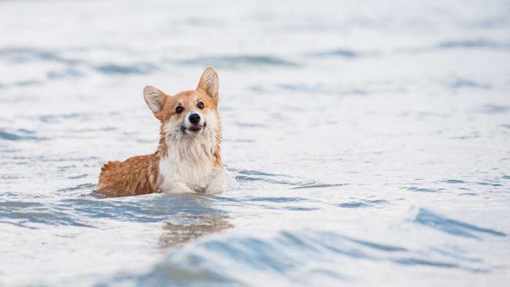 Why Do Corgis Float In Water?