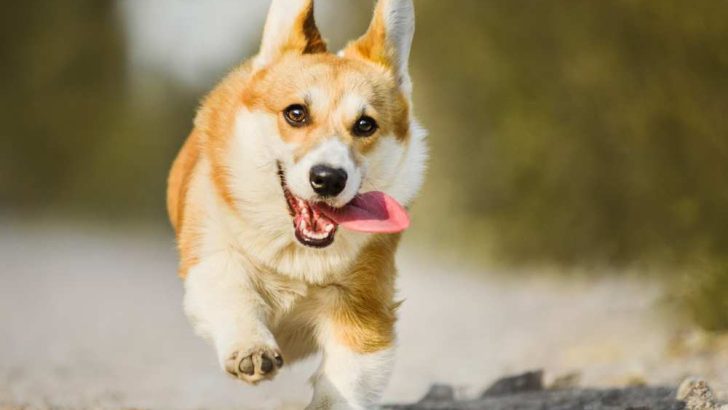 Why Do Corgis FRAP? A Useful Guide For Handling The Zoomies