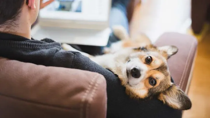 Are Corgis Jealous? Why Do Corgis Get Jealous?