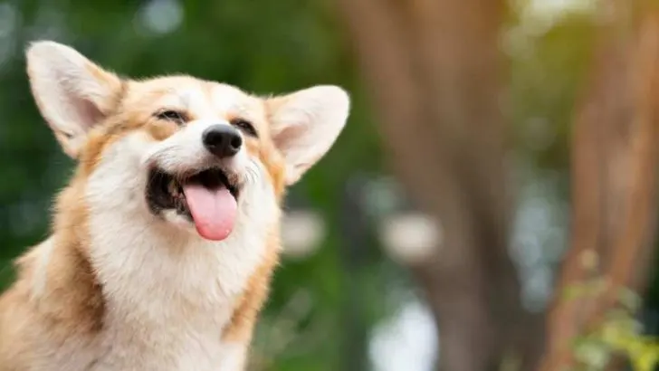 Why Do Corgis Have Long Tongues?