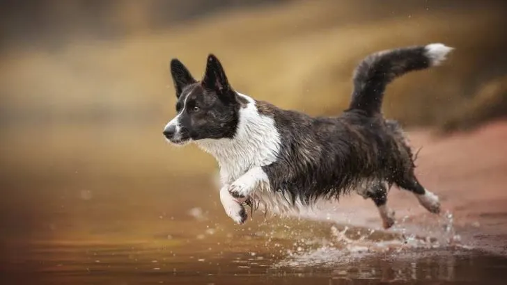 Why Do Corgis Hop? Should You Worry About That?