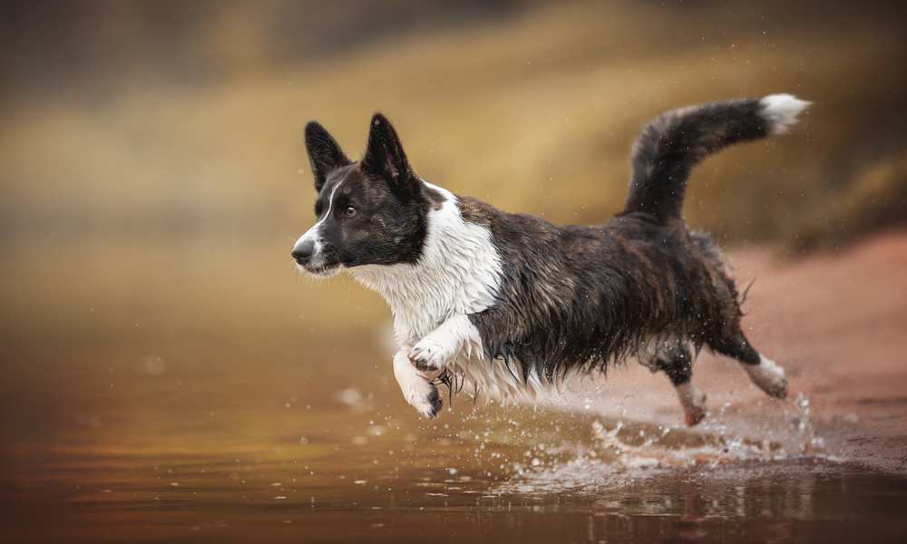 Why Do Corgis Hop Should You Worry About That Corgi Care