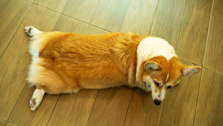 Why Do Corgis Lay With Their Legs Out?