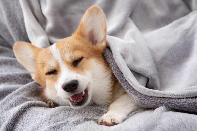 Do Like To Cuddle? Are Snuggly? Care