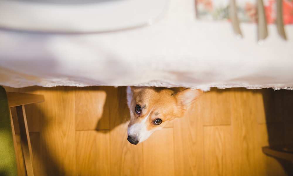 Why Do Corgis Like To Hide Under Things?