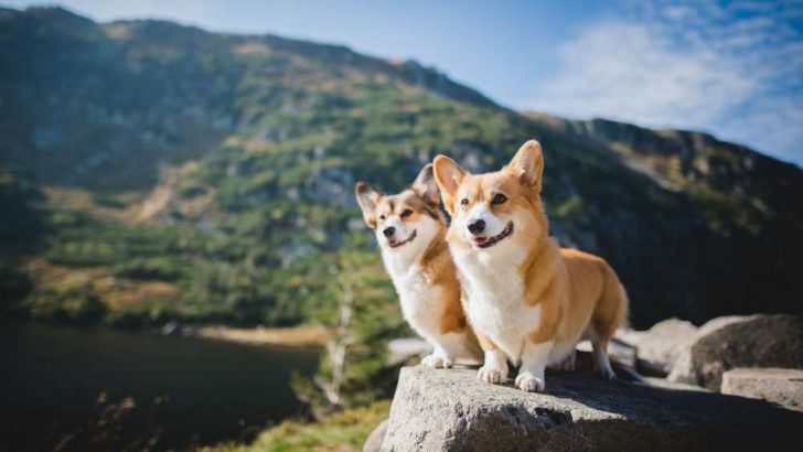 Why Do Corgis Look Like Foxes? Are Corgis Related To Foxes?