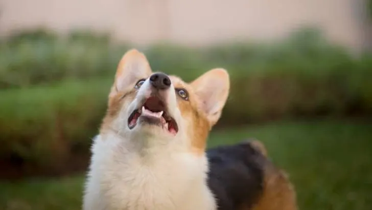 Why Do Corgis Make Weird Noises?