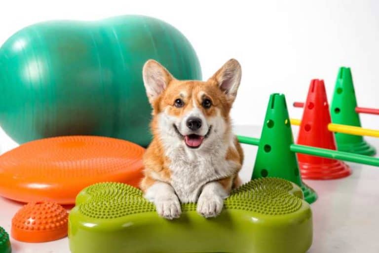 Do Poop A Lot? Why Do Poop So Much? Care