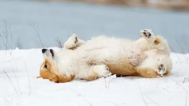 Why Do Corgis Roll On Their Backs?