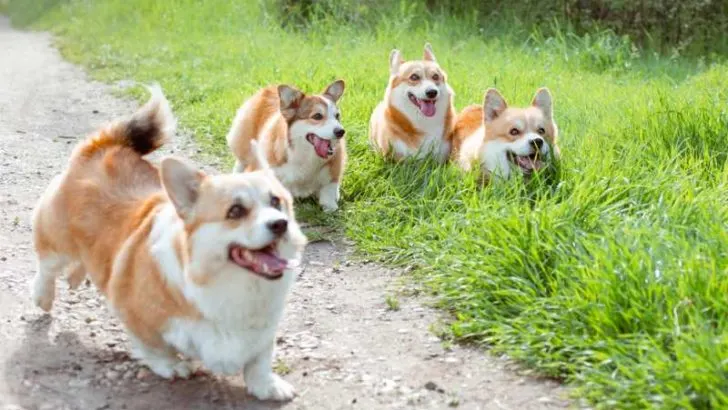 Why Do Corgis Run In Circles?