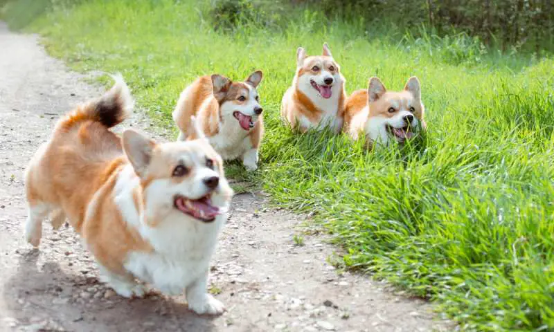 Why Do Corgis Run In Circles? - Corgi Care