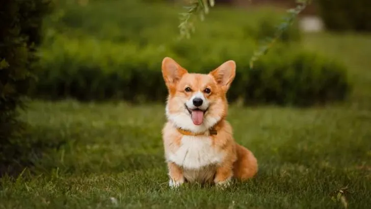Why Do Corgis Shake? Why Do Corgis Back Legs Shake?