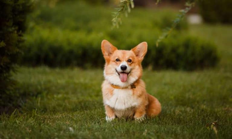 Why Do Corgis Shake? Why Do Corgis Back Legs Shake? – Corgi Care