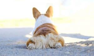 Why Do Corgis Sploot? Is Splooting Bad For Corgis? - Corgi Care