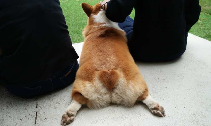 Facts About the Corgi Sploot