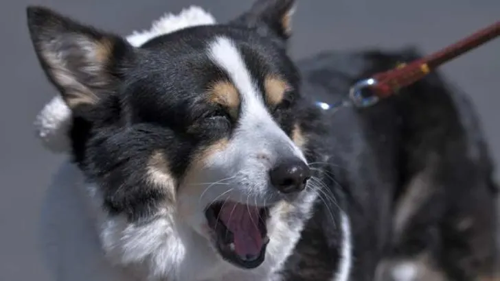 Why Do Corgis Whine? Do Corgis Whine A Lot?