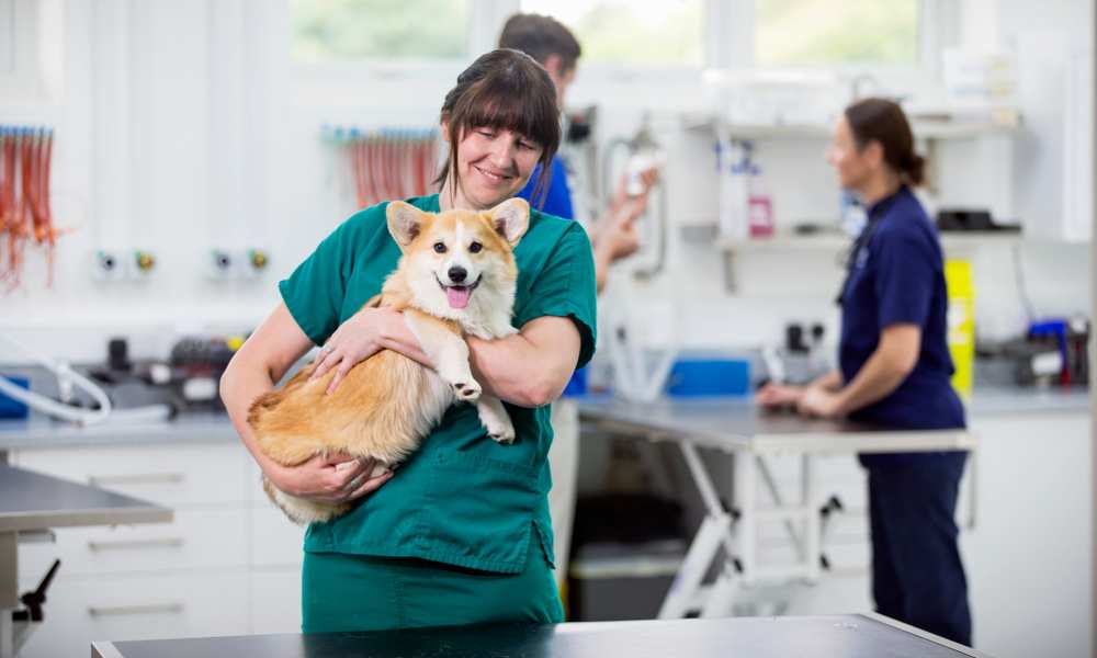 Why Does My Corgi Arch His Back? - Corgi Care