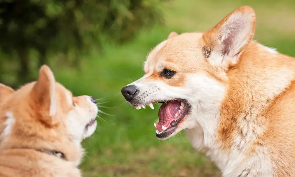 does corgi bark a lot