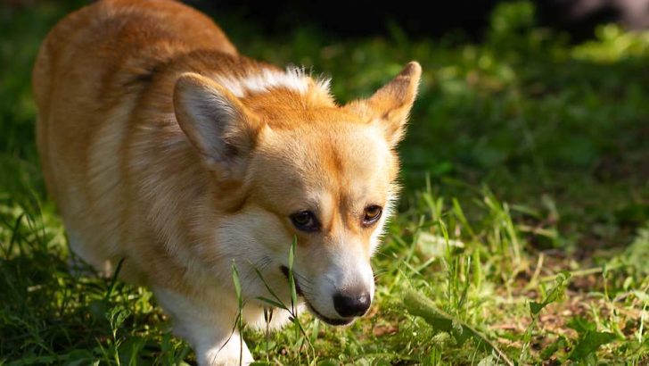 Why Does My Corgi Cry All The Time?