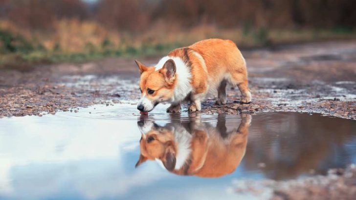 Why Does My Corgi Drink So Much Water?
