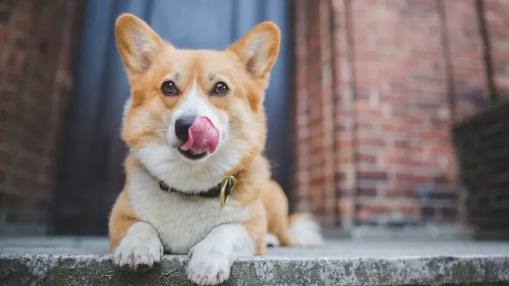 Why Do Corgis Drool? Why Does My Corgi Drool So Much?