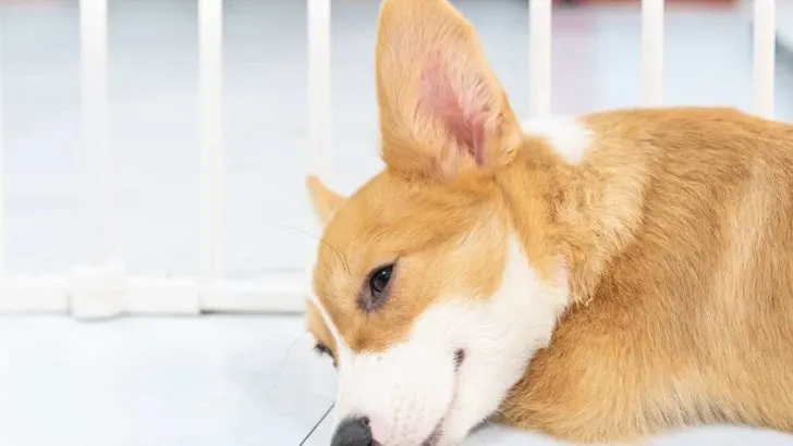 Do Corgis Fart A Lot? Why Does My Corgi Fart So Much?