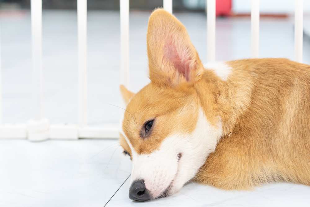 Do Corgis Smell Bad