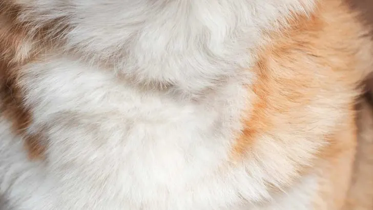 Why Does My Corgi Have Dandruff?