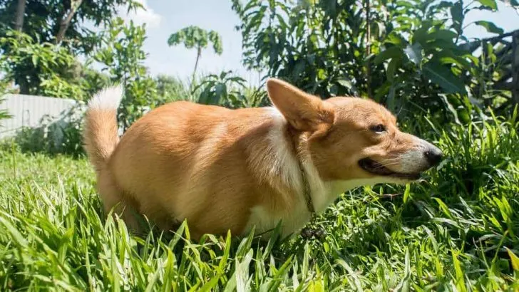 Corgi Diarrhea: Why Does My Corgi Have Diarrhea?