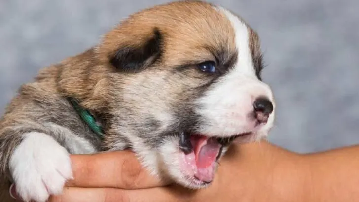 Why Does My Corgi Reverse Sneeze/Snort?