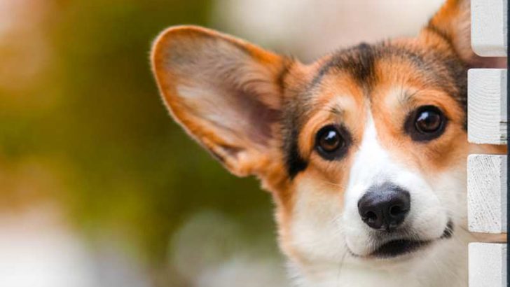 Why Does My Corgi Stare At Me?