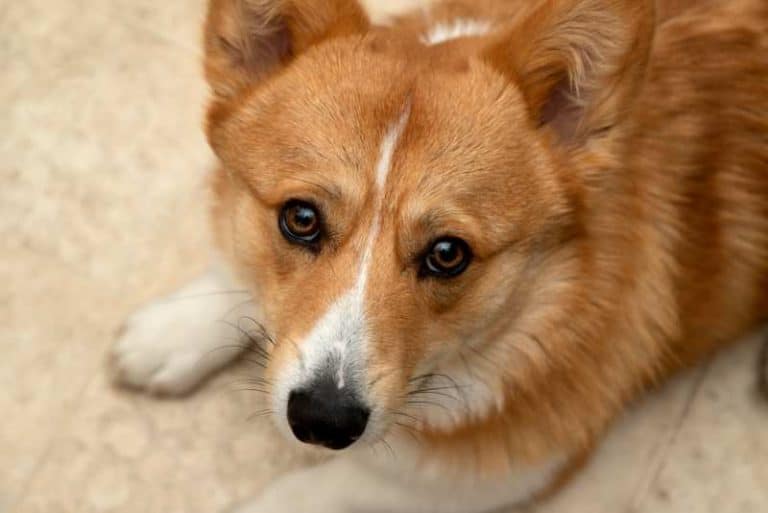 Why Does My Stare At Me? Care