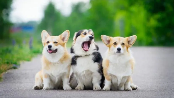 Why Does My Corgi Yawn So Much?