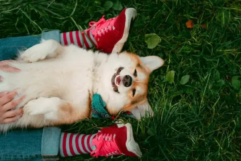 Can Be Guard Dogs? Do Protect Their Owners? Care